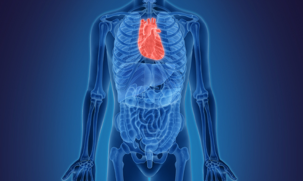 Illustration of a human figure with the heart highlighted